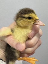 Muscovy Duck Hatching 8 Eggs Pure Muscovy Breed Fertile Eggs for Incubation