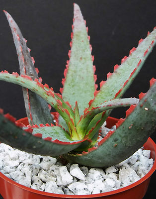 aloe first spray anwendung ALOE FIRST SPRAY – Echtmerk