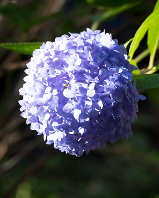 Blue Hydrangea - Hydrangea Macrophylla - Nature Photography
