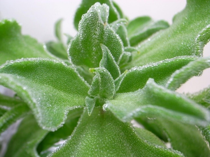 100 Organic Crystal Ice Plant (水晶冰菜) seeds, Non-GMO,