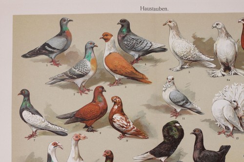 Antique Print-Pigeon breeds haustauben Meyers - Picture 4 of 8