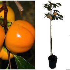 Vanille Pomme Kaki 160 cm arbre fruitier 3 ans