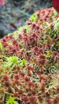   1 KG Lebendes Sphagnum Rubellum Torfmoos -Das Beste aus dem Schlosspark 