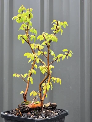 Raft-style (centre one) Chinese Elm Bonsai🍃 FREE EXPRESS POST 🍂 - image 1 of 4