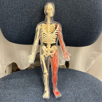 Human Body Model Anatomy Heart Brain Skeleton Muscles Lungs 12 1/2  Incomplete