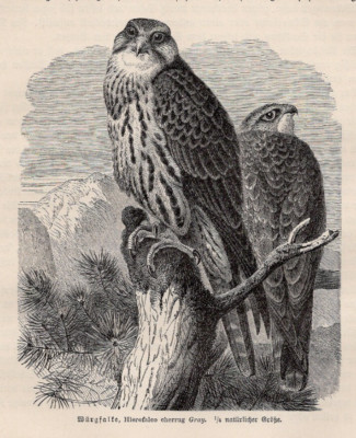 LANNER FALCON Pair - Wings Outstretched Raptors 1883 Antique Engraving