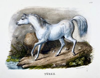 1824 Turkish horse, Turkmene, K.J. Brodtmann, hand colored, folio lithograph, ma