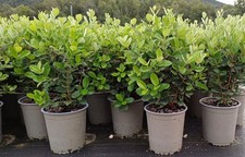 Feijoa Acca sellowiana Guayabo del Brasile pianta vaso ø19 cm h 50/60 FOTO REALE