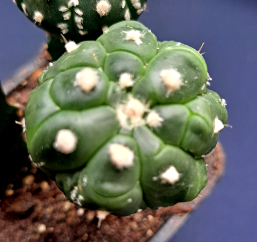 (3) RARE CACTUS COLLECTION *** VERY RARE ! ! *** - Picture 5 of 9