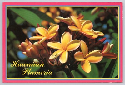 Postcard Hawaiian Plumeria Blossoms Honolulu Hawaii