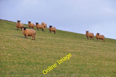 Photo 6x4 Mid Devon : Sheep Grazing Petton/ST0024 Sheep grazing in a gra c2013