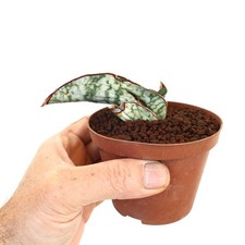 Sansevieria kirkii cv 'Silver Blue' 10L3 - Star sansevieria | Kirk's snake plant