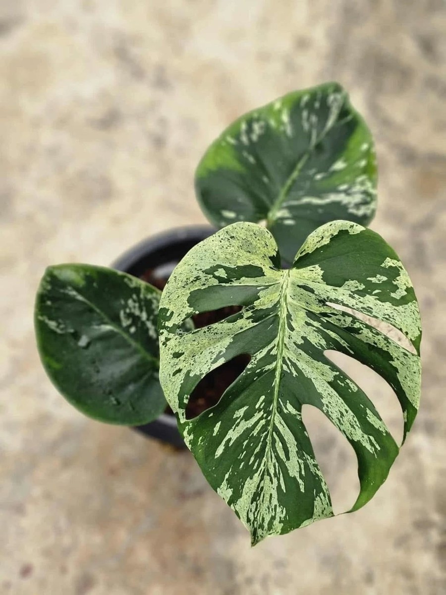 Monstera Bulbasaur Variegated Free Phytosanitary | eBay
