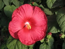 Hibiscus Seeds Luna Red HARDY HIBISCUS 15 Seeds (Perennial Seeds)
