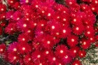 Red Ice Plant Pigface Lampranthus ×6 *cuttings* Flowering Succulents