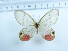 ENTOMOLOGY, BUTTERFLY: CITHERIA PYROPINA FEMALE TONANTINS BRASIL