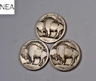 1913+1913-D+1913-S Buffalo Nickel Set/Lot ~ Type 1 ~ ZBL74