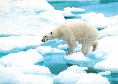Eisbaeren Isbjorn Norway 
