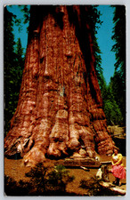 Postcard  General Sherman Tree Sequoia National Park California
