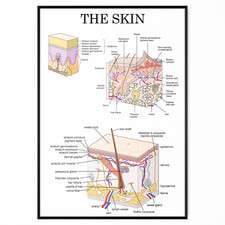 The Human Skin Anatomy - Medical Poster - Educational Doctor Picture Poster
