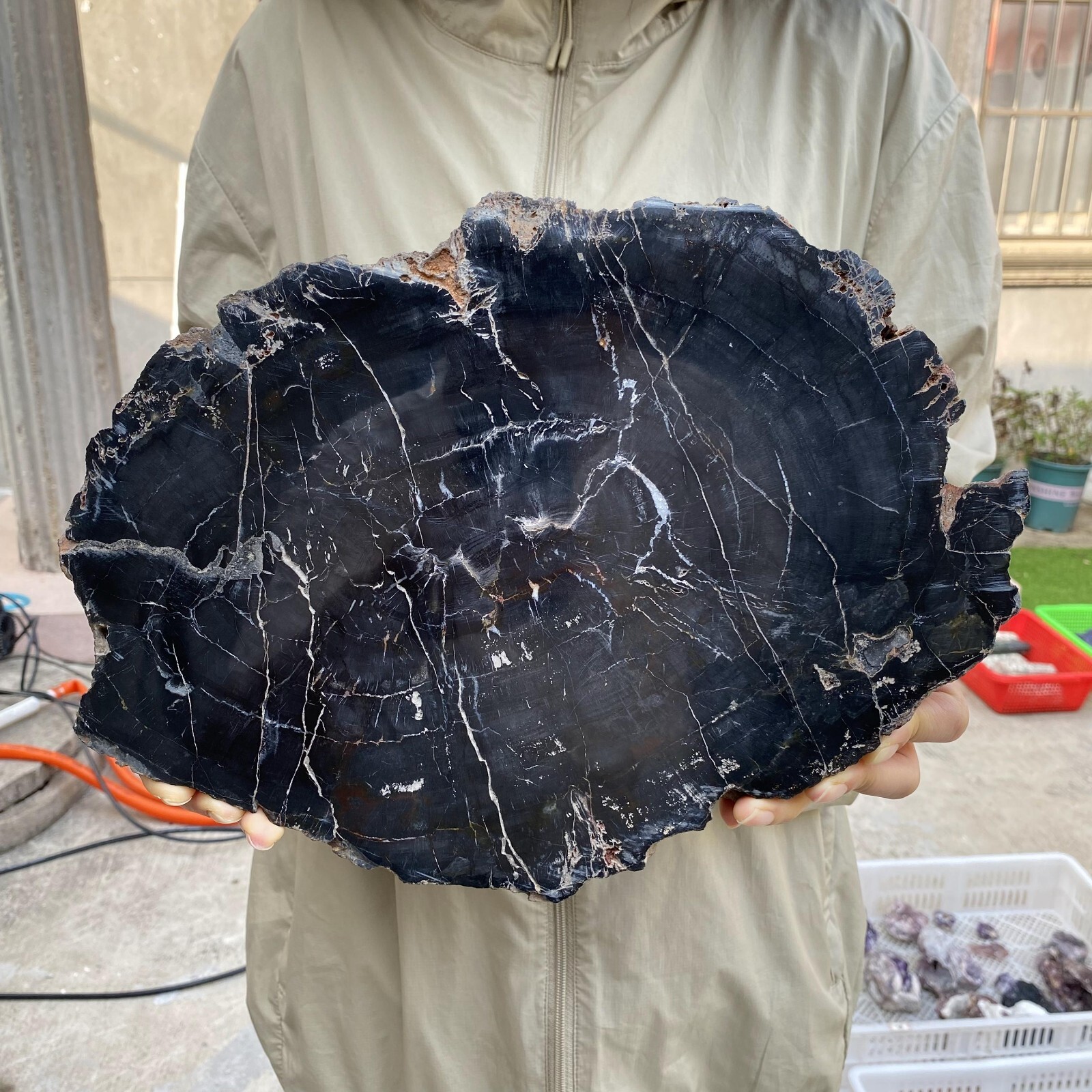 7.6lb Rare Black Petrified Wood Slab for Healing and Decor