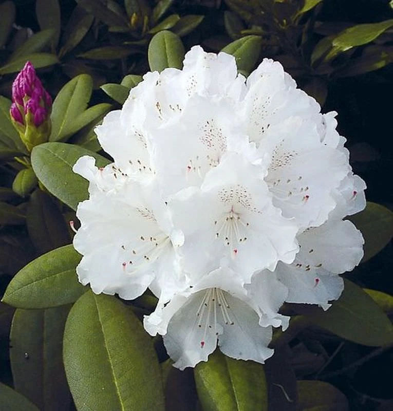 Rhododendron Stamm online kaufen | eBay.de