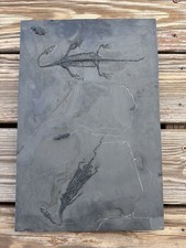 Museum Quality Double Keichousaurus Fossil -Professionally Prepped Keichousaurus