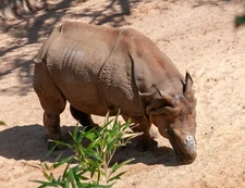 Digital Image Picture Photo RHINO