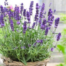 200 Organic True English Lavender SEEDS  Perennial  Lavender Vera