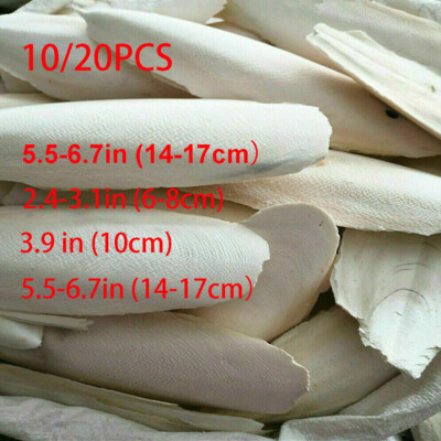 10-20Pcs Calcium Cuttlebone Cuttlefish bone Sepia/Cuttle/Fish/Bird Food USAA~