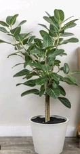  1 LIVE Fiddleleaf Ficus Plant.  (Ficus Lyrata)  3" Potted. Free Shipping 