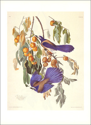 1997 Vintage Print Scrub Florida Jay Bird Fruit Tree Illustration Image Audubon