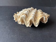 Fluted Giant Clam Sea Shell