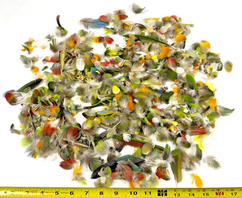 Large Lot of Natural Molted Parrot Feathers - Mixed Colors & Sizes Fly Fishing +