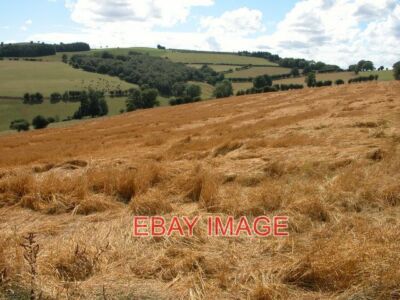 PHOTO  FIELD OF OATS ON GRAIG SYFYRDDIN DESPITE GOOD WEATHER RECENTLY MUCH OF TH