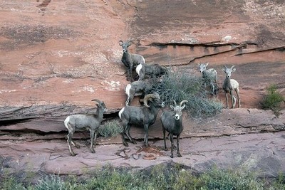 Photo:Colorado National Monument Colorado Bighorn Sheep 2010s Mesa County