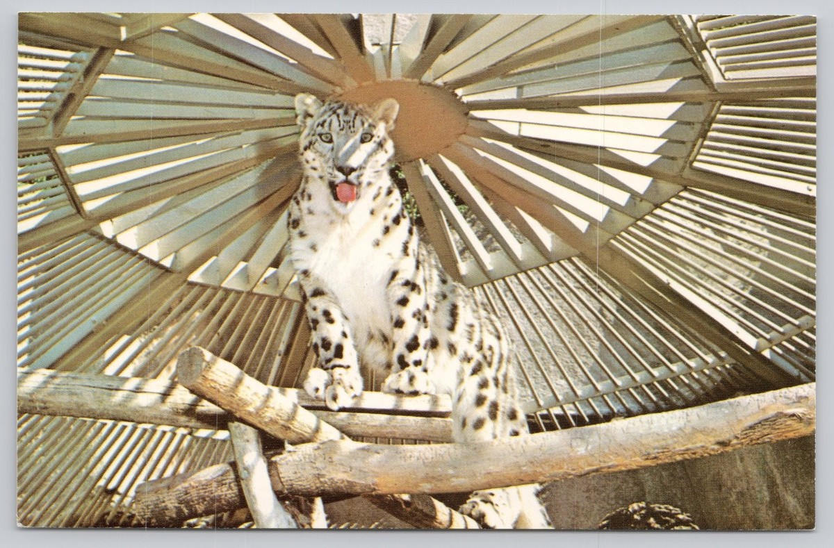 Snow Leopard Milwaukee County Zoo WI Postcard Dexter Press