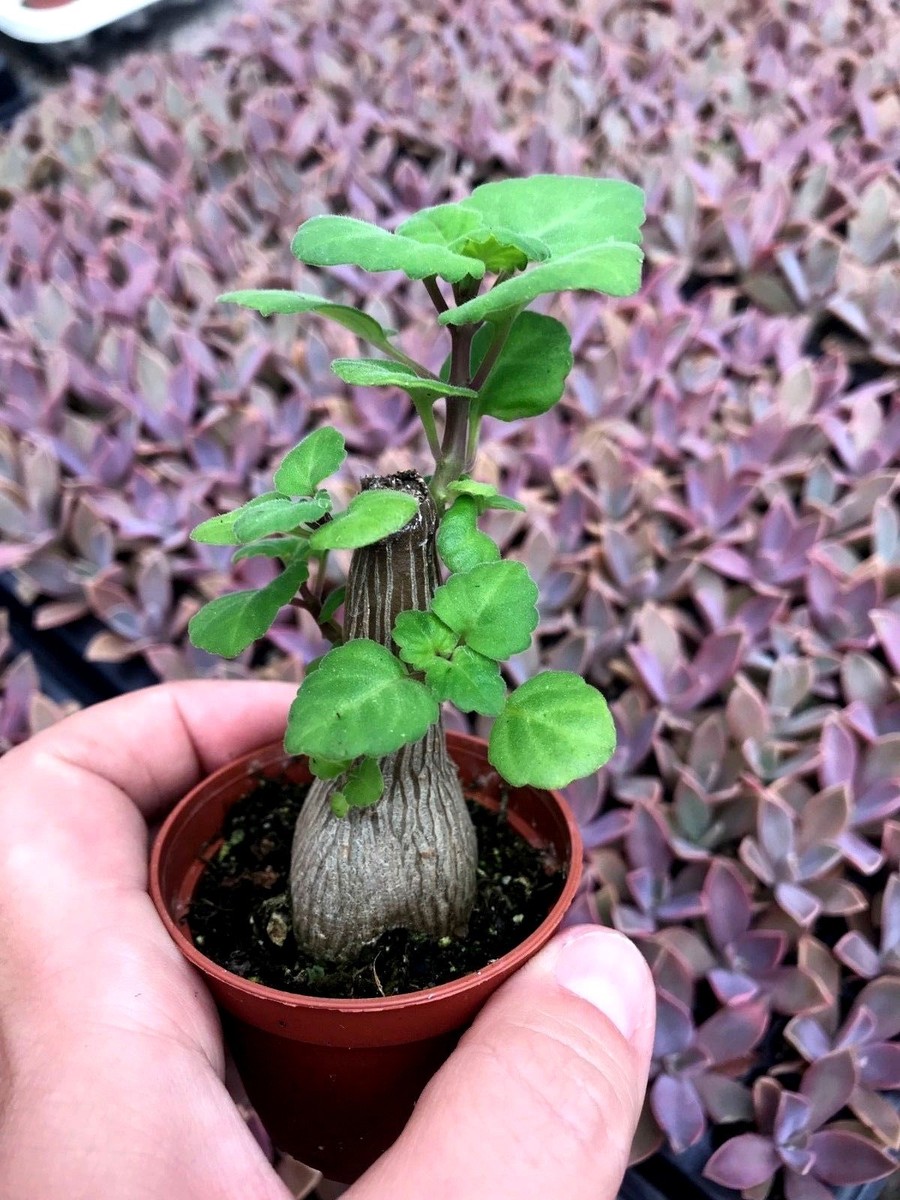 PLECTRANTHUS ERNSTII - 2 1/4" POT 'BONSAI MINT', 'BONSAI SPURFLOWER' | eBay