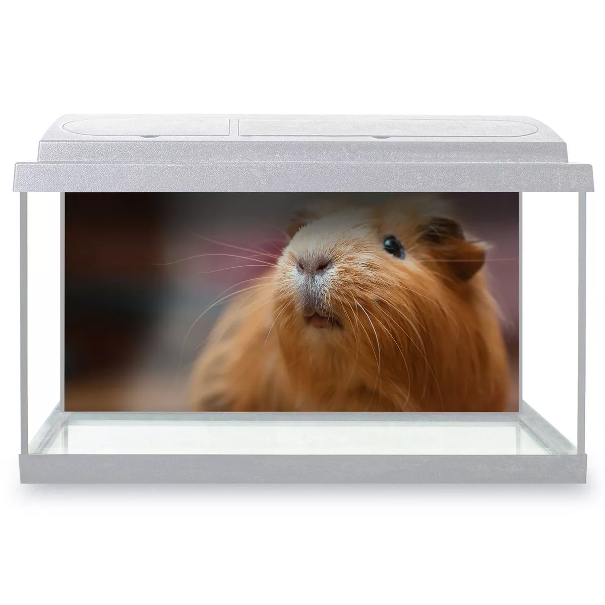 Fish tank hotsell for guinea pig