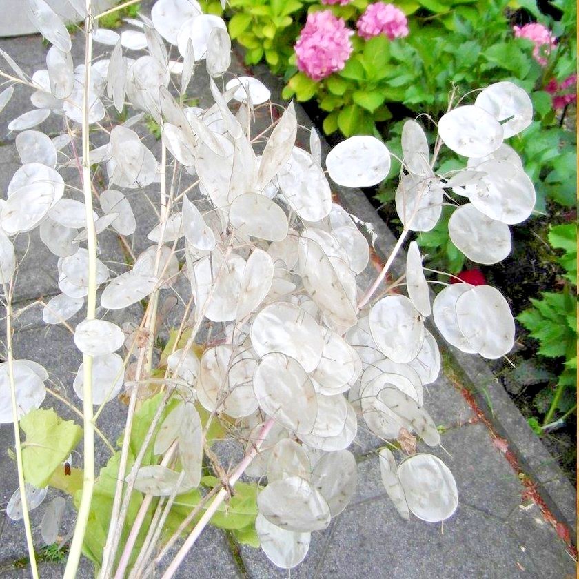 50+MONEY PLANT Flower Seeds Native Wildflower Ornamental Garden Container  Easy | eBay