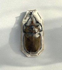 Dynastinae for collectors| rare beetles | Collector's Secret