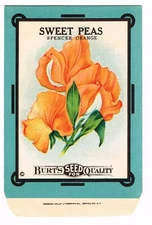 VINTAGE CARD SEED PACKET FLOWERS C1910S BURT SWEET PEA ORANGE GARDENING FOLK ART