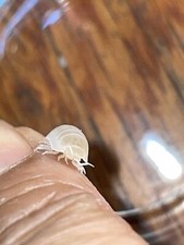 Dairy Cow Babies 25 Count  2 Cubaris Glacier  150 Springtails