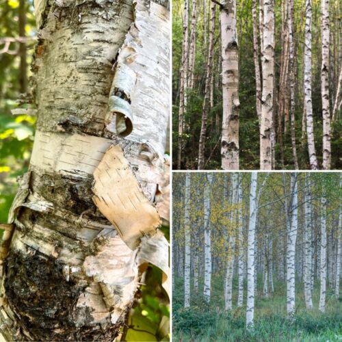 300 Samen Set Verschiedene Birken Samen Mix Wald Baum - Bild 1 von 4