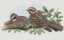 Naturalist Gould Red Neck Nightjar Birds Counted Cross Stitch Pattern