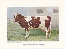 Rotbunte Kuh "Wolga224" Rinderrassen FARBDRUCK von 1925 Reprint