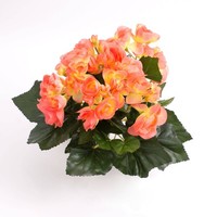 Artplants KüNstliche Mini Begonie Ivana, Lachs, 20Cm, Ø 20Cm