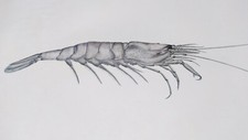 Plakat rybny krewetka (Crangon crangon) MHilden litografia druk artystyczny 41x58cm