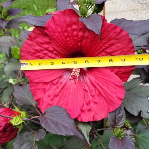 Stunning Hardy Hibiscus HUGE Frisbee size red flowers on plum foilage