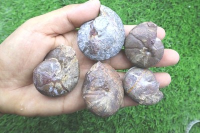 5 PCs Maenoceras Goniatite Fossil Devonian Authentic Morocco Collector Specimen